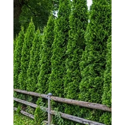 Thuja occidentalis 'Malonyana' - Nyugati oszlopos tuja