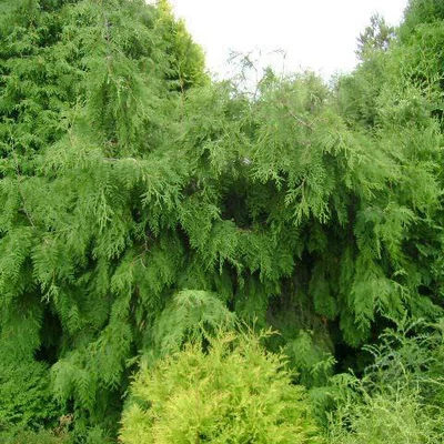 Thuja occidentalis 'Pendula' – Nyugati tuja