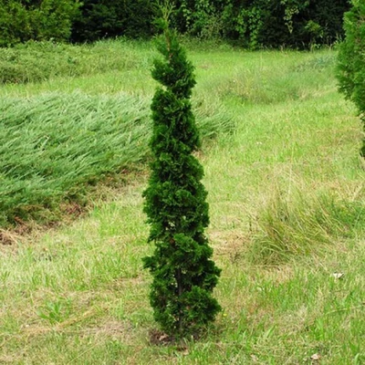 Thuja occidentalis 'Spiralis Mini' – Törpe spiráltuja