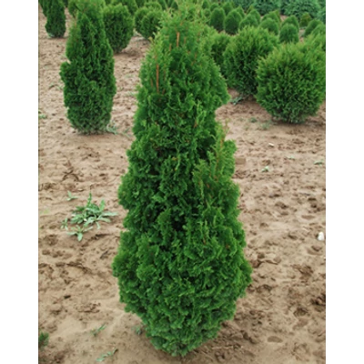 Thuja occidentalis 'Spiralis Németh' – Csavart nyugati tuja