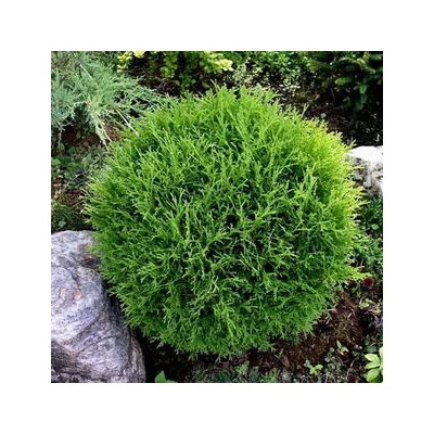 Thuja occidentalis 'Tiny Tim' – Nyugati tuja
