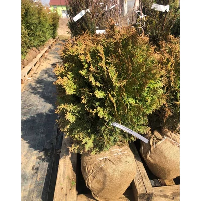 Thuja occidentalis 'Twisty' – Nyugati tuja
