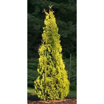 Thuja occidentalis 'Yellow Ribbon' - Sárga oszlopos tuja