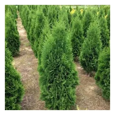 Thuja occidentalis 'Zákány Sövény' – Nyugati tuja