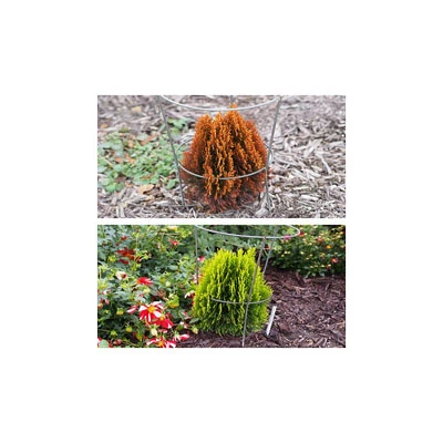 Thuja orientalis 'Morgan' – Keleti tuja