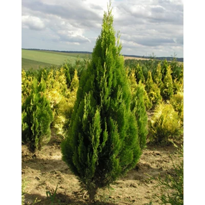 Thuja orientalis 'Piramidalis Karcsú' – Aranylombú kúpos keleti tuja