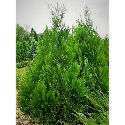 Thuja plicata 'Atrovirens' - Óriás tuja