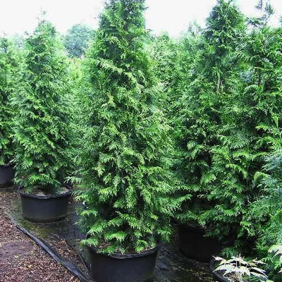 Thuja plicata 'Dura' – Óriás tuja
