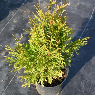 Thuja plicata 'Kórnik' – Sárgás hajtásvégű tuja