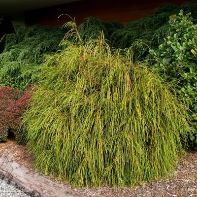 Thuja plicata 'Whipcord' – Óriás tuja