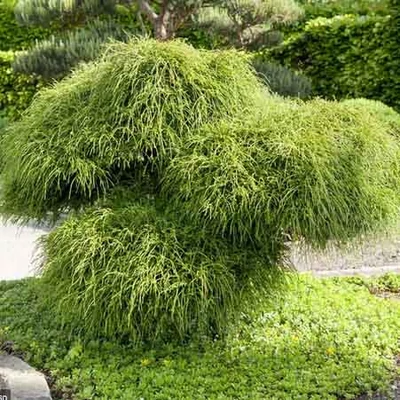 Thuja plicata 'Wipcord' – Óriás tuja