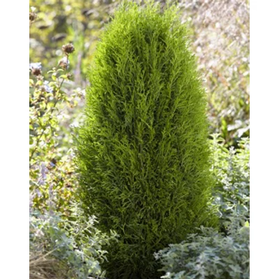 Thuja occidentalis 'Totem Smaragd' – Nyugati tuja