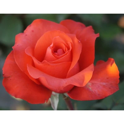Rosa 'Holstein' - Narancsvörös, magastörzsű rózsaoltvány
