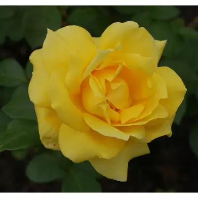 Rosa 'Landora' - Sárga, magastörzsű rózsaoltvány