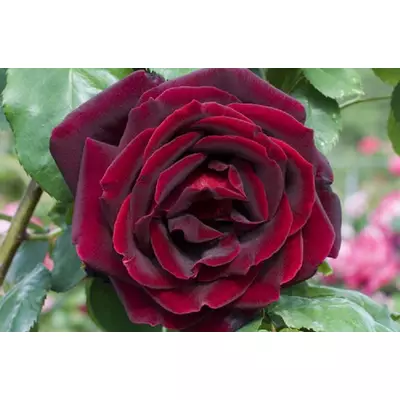 Rosa 'Papa Meilland' - Sötétvörös magastörzsű rózsaoltvány
