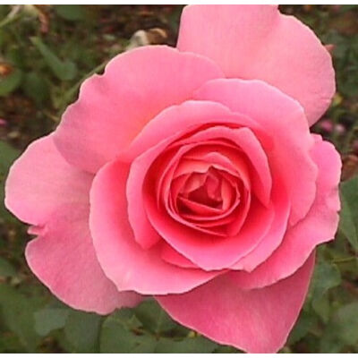 Rosa 'Tiffany' - Rózsaszín, magastörzsű rózsaoltvány