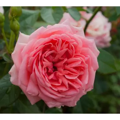 Rosa 'Kimono' - Rózsaszín, magastörzsű rózsaoltvány