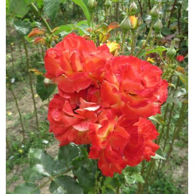 Rosa 'Alinka' - Piros-sárga, magastörzsű rózsaoltvány