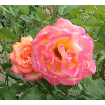 Rosa 'Rumba' - Narancssárga-sárga, magastörzsű rózsaoltvány