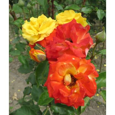 Rosa 'Samba® (Korcapas)' - Piros szélű, sárga, magastörzsű rózsaoltvány
