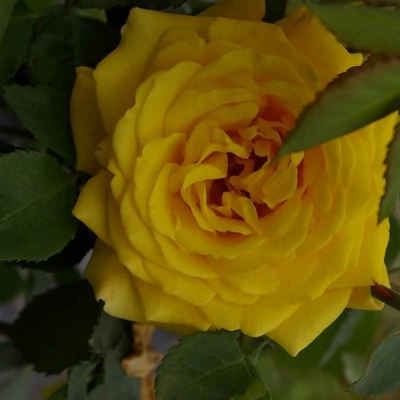 Rosa 'Goldstern' – Magastörzsű rózsaoltvány (sárga csüngő)