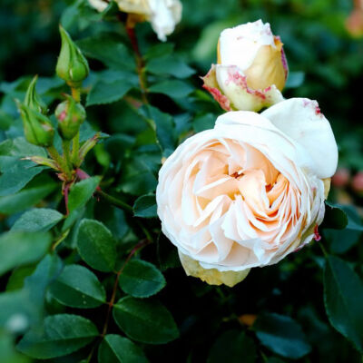 Rosa 'Apricot Blossom' – Fehér, csüngő koronájú magastörzsű rózsaoltvány
