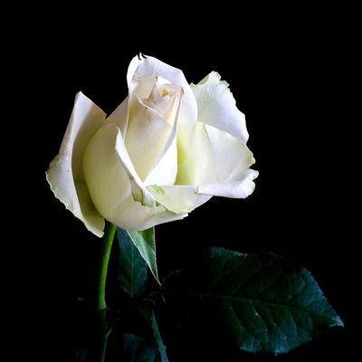 Rosa 'Bianca' – Fehér, teltvirágú, illatos magastörzsű rózsaoltvány