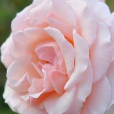 Rosa 'Königliche Hoheit' – Magastörzsű rózsaoltvány