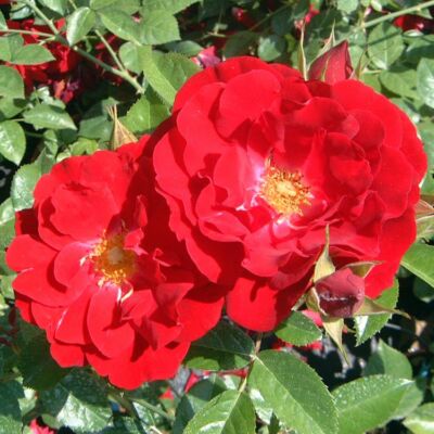 Rosa 'Limar' - bordó magastörzsű rózsa