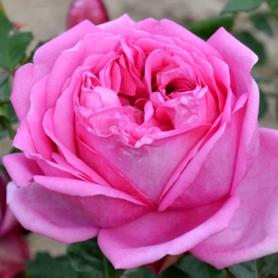 Rosa 'Pompadour' – Magastörzsű rózsaoltvány