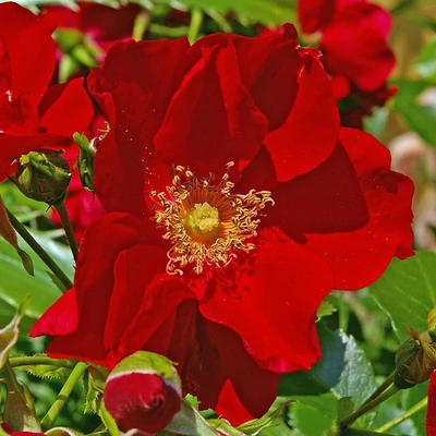 Rosa 'Red Carpet' – Magastörzsű rózsaoltvány