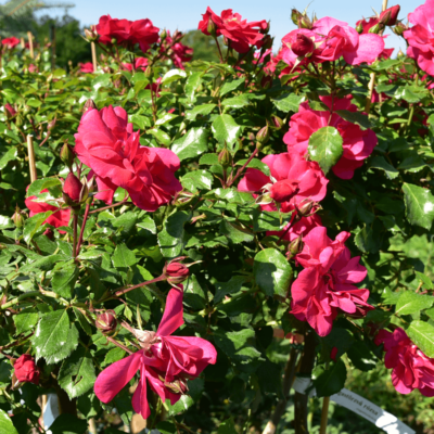 Rosa 'San Remo' – Ciklámen, csüngő koronájú magastörzsű rózsaoltvány