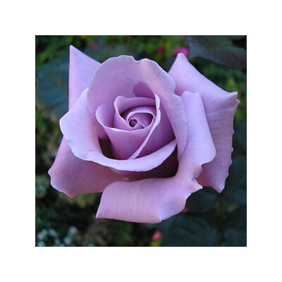 Rosa 'Sterling' - Lila, magastörzsű rózsaoltvány