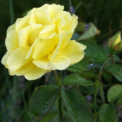 Rosa 'Tournee' - sárga magastörzsű rózsa