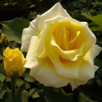 Rosa 'Diana®' - közép sárga virágágyi floribunda rózsa