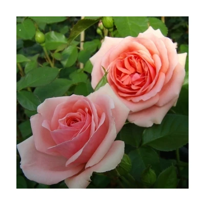 Rosa 'Kimono' - lazacrózsaszín virágágyi floribunda rózsa