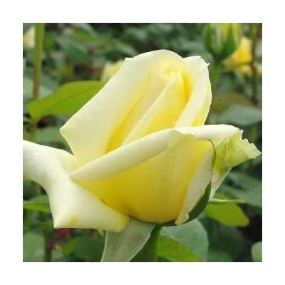 Rosa 'Landora®' - sötétsárga teahibrid rózsa