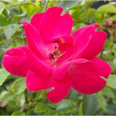 Rosa 'The Fairy Red' - Piros talajtakaró rózsa