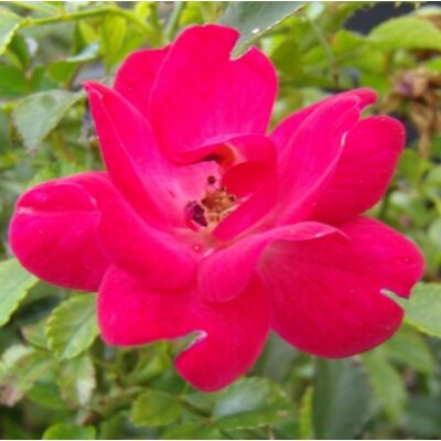 Rosa 'Red Fairy' - Piros talajtakaró rózsa