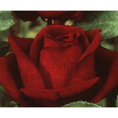 Rosa ‘Aida’ - Sötétbordó magastörzsű rózsaoltvány