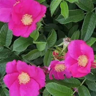 Rosa rugosa 'Angelia Eglantine' (syn.: 'Minrugo1e') – Japán rózsa