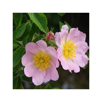 Rosa canina - Vadrózsa