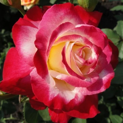 Rosa 'Double Parfume' magastörzsű rózsa