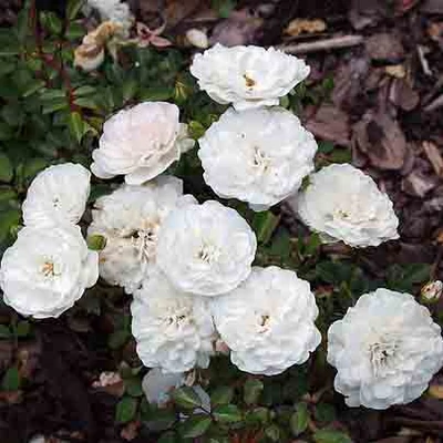 Rosa hybrida 'Seafoam' – Rózsa