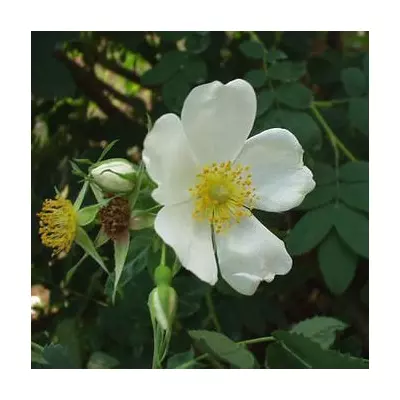 Rosa laxa – Dzsungáriai rózsa