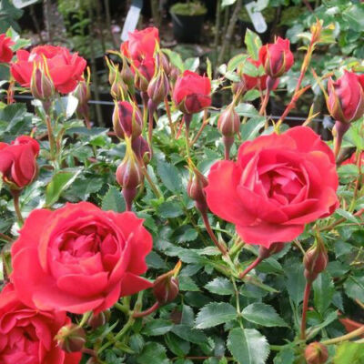 Rosa 'Limesrose Saalburg' – Rózsa