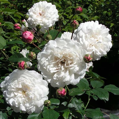 Rosa 'Little White Pet' – Rózsa