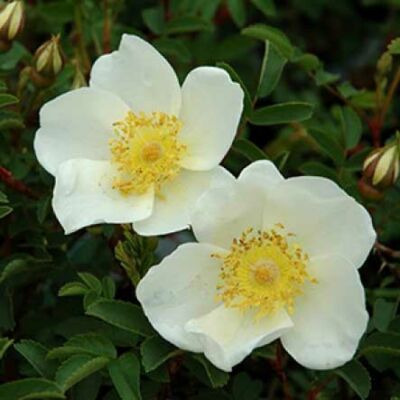 Rosa pimpinellifolia – Jajrózsa