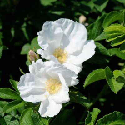 Rosa rugosa 'Alba' – Vadrózsa (fehér)