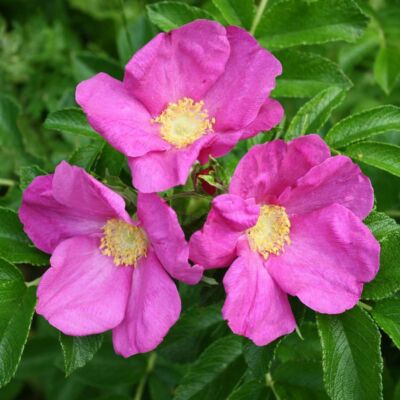 Rosa rugosa 'Rubra' – Japán rózsa